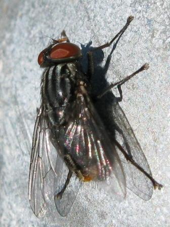 Synthesiomyia nudiseta (Muscidae).